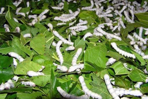Lâm Đồng: Phát triển bền vững ngành dâu tằm tơ