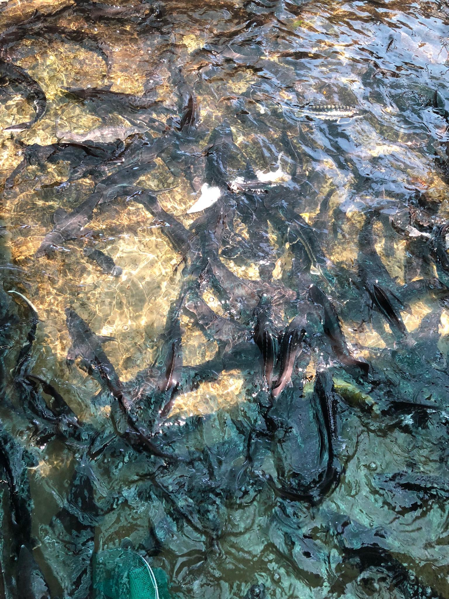 Huyện Đam Rông, tỉnh Lâm Đồng: Phát triển nghề nuôi cá nước lạnh