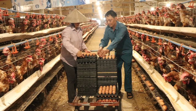 Phú Xuyên: Lãi lớn nhờ nuôi gà siêu trứng