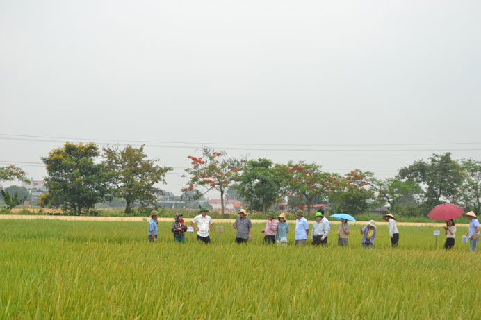 Hà Nội đẩy mạnh phát triển giống lúa theo hướng xuất khẩu