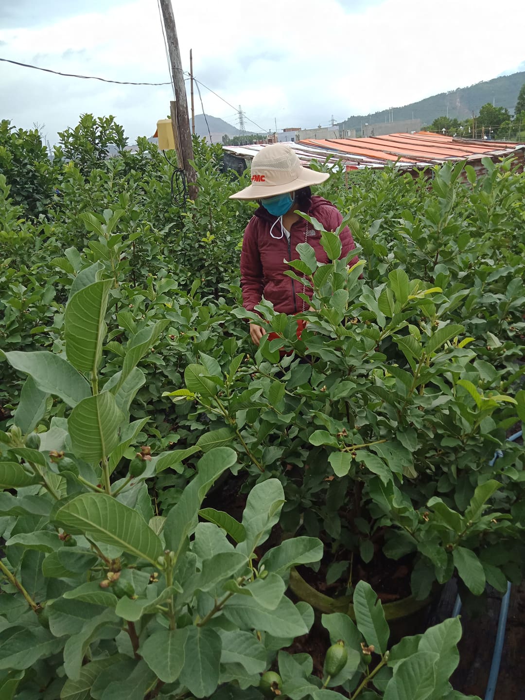 Hiệu quả bước đầu mô hình trồng ổi cảnh trong chậu  tại xã Hòa Liên, huyện Hòa Vang, TP Đà Nẵng