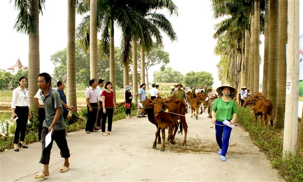 Cấp giống bò sinh sản cho mô hình chăn nuôi bò sinh sản năm 2018 - 2019 tại huyện Gia Lâm