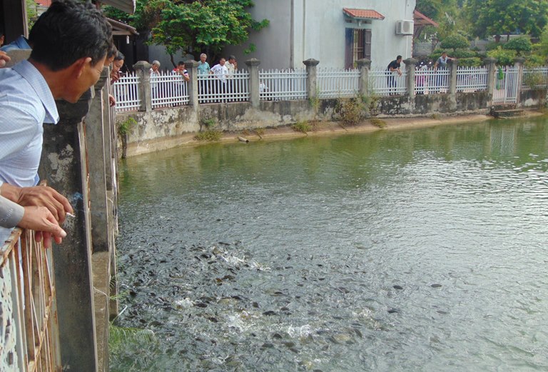 Bắc Giang: Nuôi cá khỏe mạnh nhờ xử lý tại chỗ môi trường ao nuôi