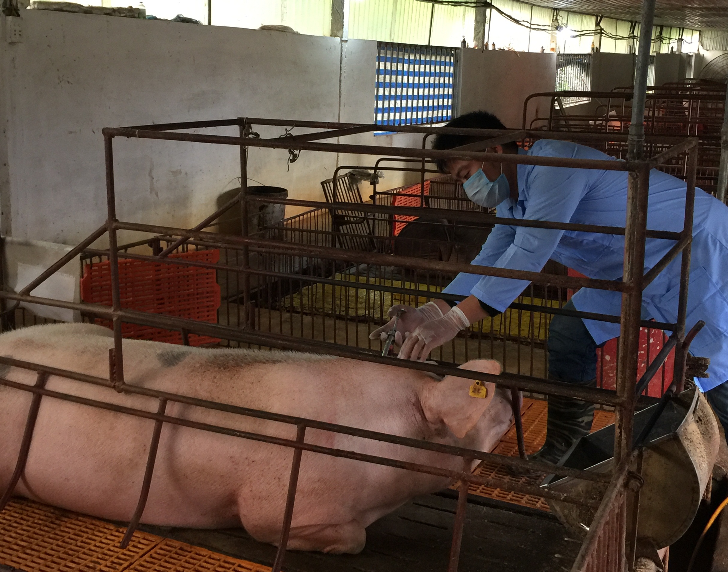 Hà Nội chủ động phòng chống dịch bệnh gia súc, gia cầm và dịch tả lợn Châu Phi
