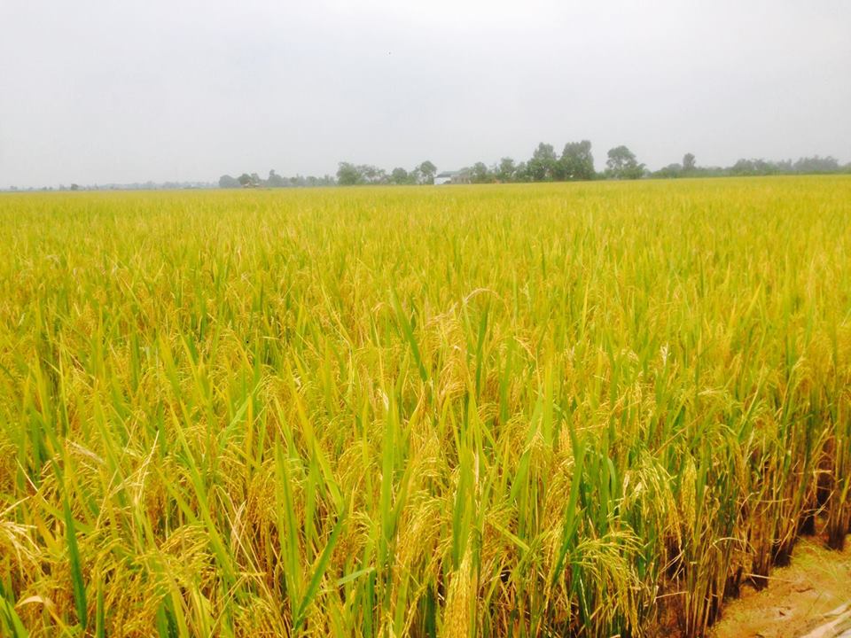 Nghiệm thu mô hình trình diễn giống lúa mới năng suất, chất lượng Lam Sơn 116 vụ mùa năm 2018