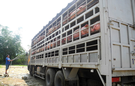 Chủ động phòng, chống buôn lậu, vận chuyển, kinh doanh lợn, sản phẩm lợn không rõ nguồn gốc