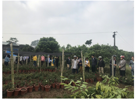 Mô hình sản xuất hoa hồng trồng chậu vụ thu đông năm 2018 tại  huyện Thường Tín