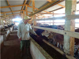 Thực trạng và giải pháp phát triển chăn nuôi bò tại tỉnh Lâm Đồng