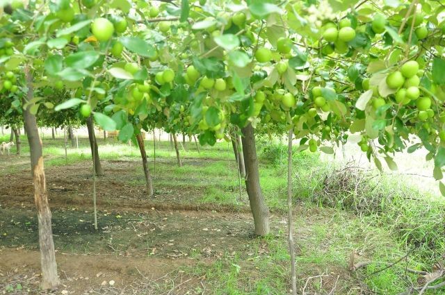 Kỹ thuật trồng và chăm sóc cây táo Đài Loan