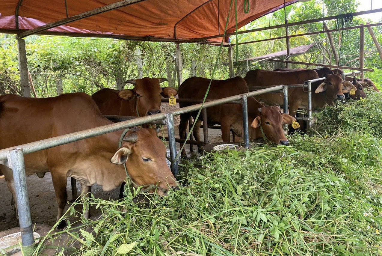 Chăm sóc gia súc trong mùa mưa bão