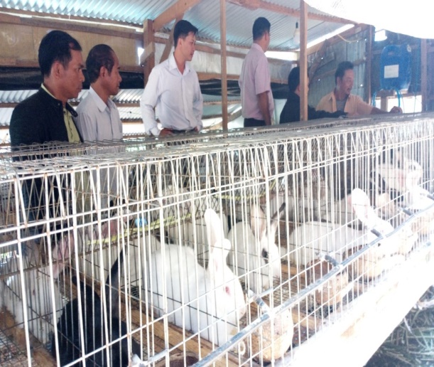 Bảo Thuận: Hiệu quả từ mô hình chăn nuôi thỏ