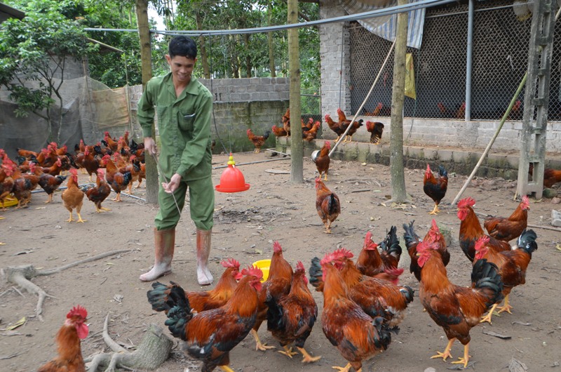 Tỉnh Quảng Ninh: Trở thành triệu phú nhờ nuôi gà