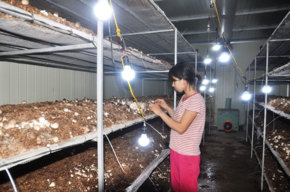 Tỉnh Bắc Ninh: Cô gái với giấc mơ làm giàu bằng nghề trồng nấm