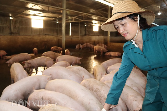 Lai Châu: Nữ tỷ phú vượt qua nỗi ám ảnh dịch tả lợn châu Phi