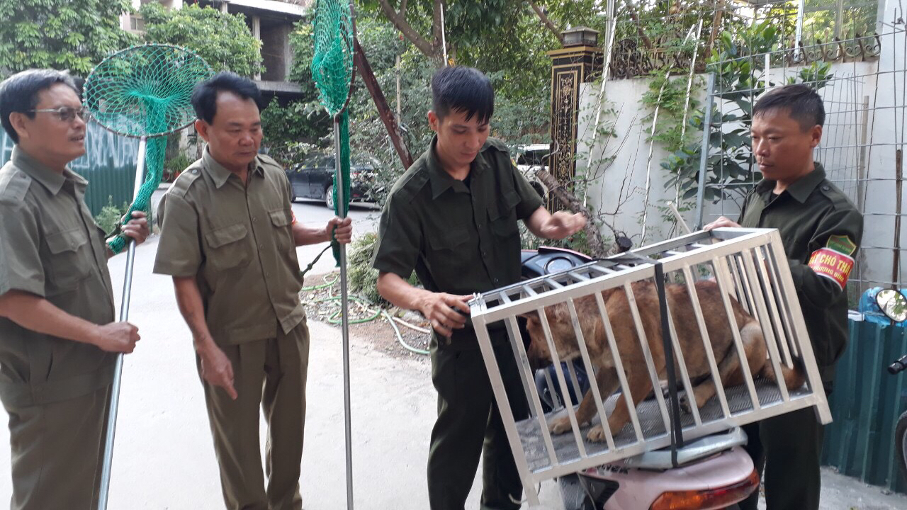 Quận Thanh Xuân tăng cường quản lý chó nuôi