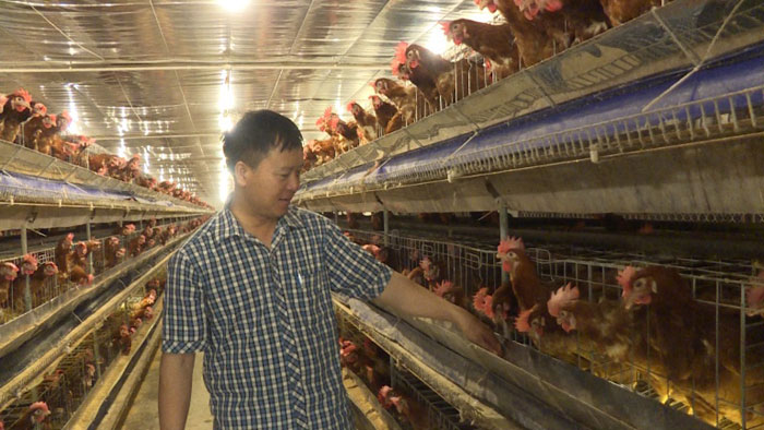 Ứng Hòa: Lãi lớn nhờ liên kết nuôi gà đẻ trứng