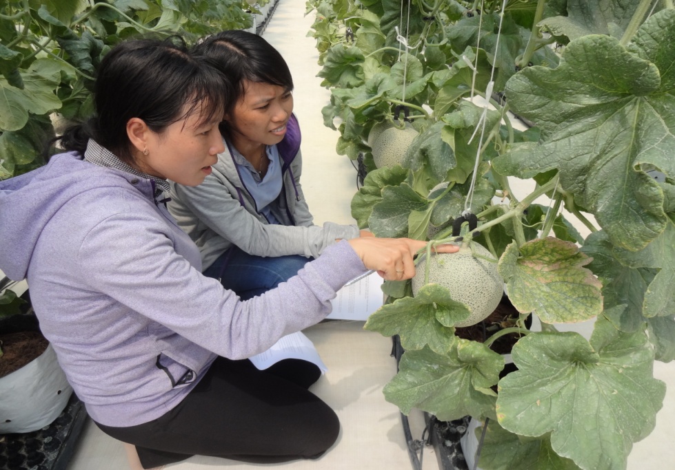 Thành phố Hồ Chí Minh: Trồng dưa lưới công nghệ cao - mô hình nông nghiệp đô thị