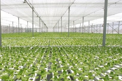 Lâm Đồng: Danh mục dự án khuyến khích doanh nghiệp đầu tư vào nông nghiệp, nông thôn giai đoạn 2020-2024