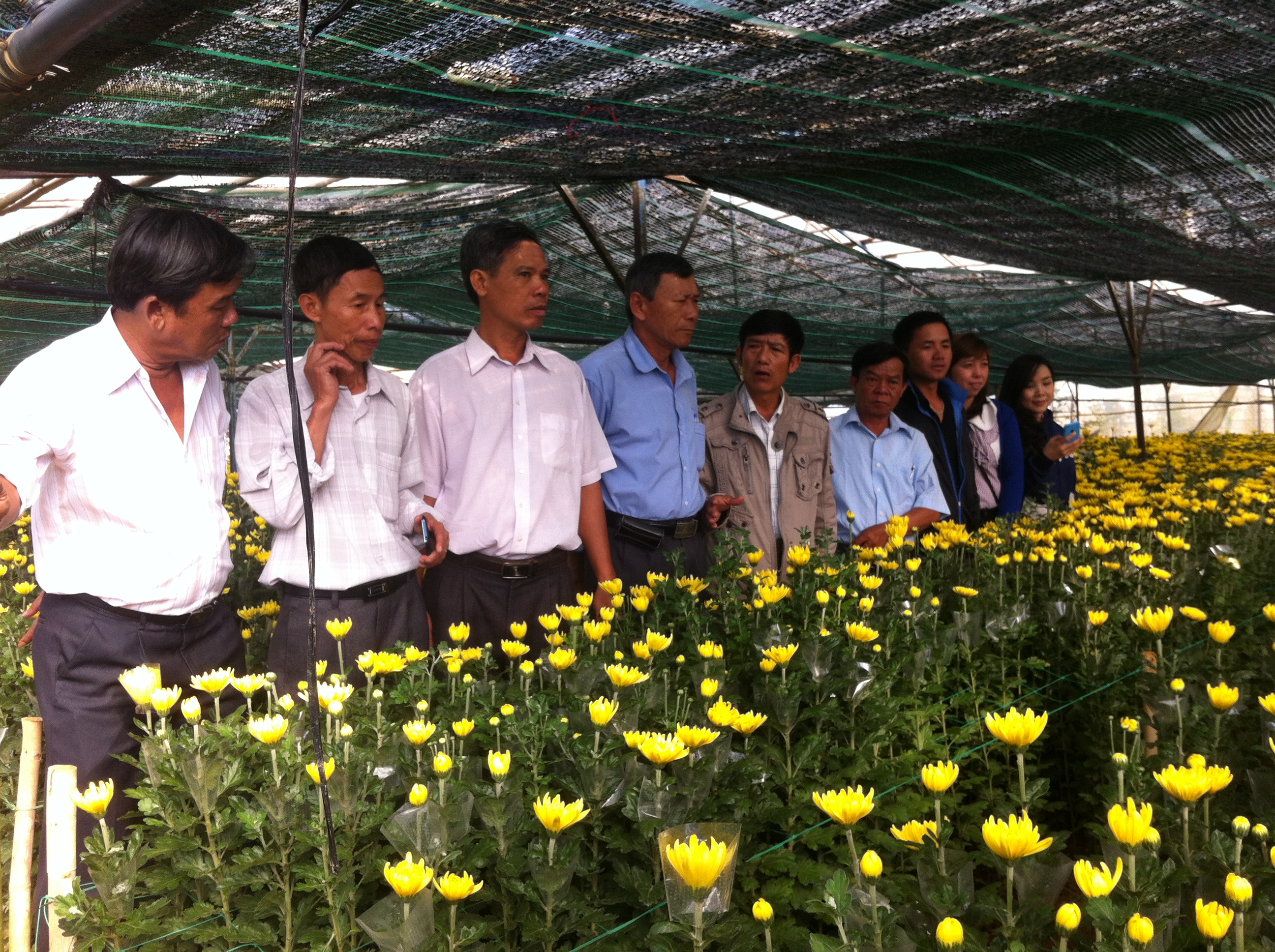 Liên kết sản xuất và tiêu thụ cho cây hoa Lâm Đồng