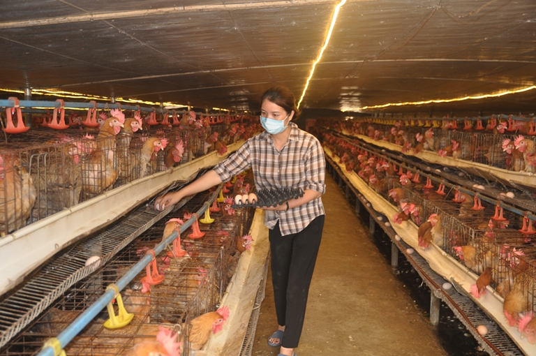 Bắc Ninh: Mô hình chăn nuôi gà lai cho hiệu quả kinh tế cao