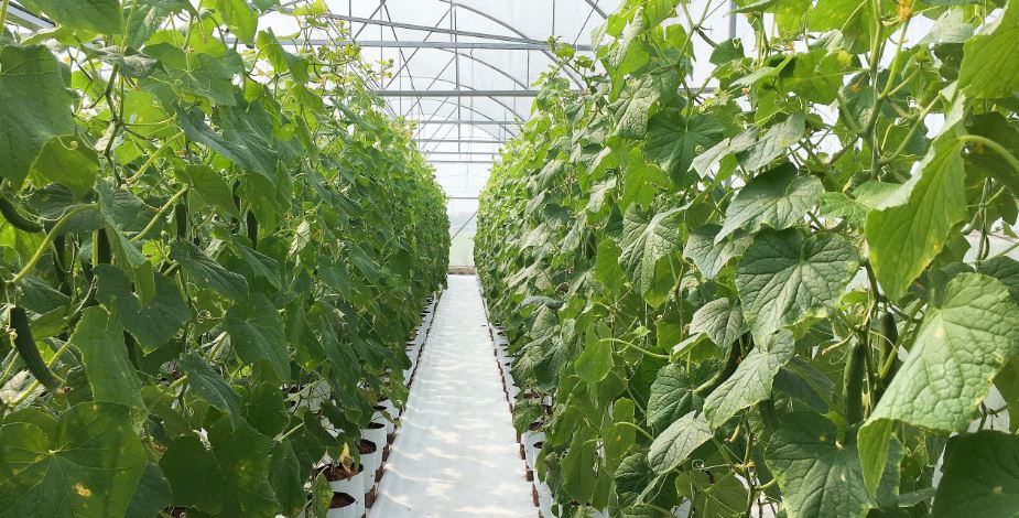 Hà Tĩnh: U70 vẫn mạnh dạn đầu tư sản xuất nông nghiệp công nghệ cao