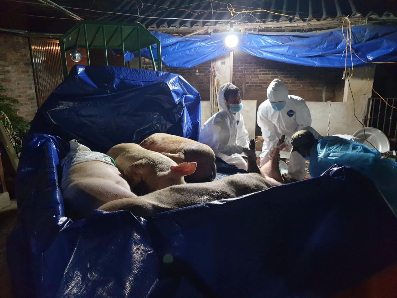 Huyện Thanh Oai: Tăng cường công tác phòng, chống bệnh dịch tả lợn Châu Phi
