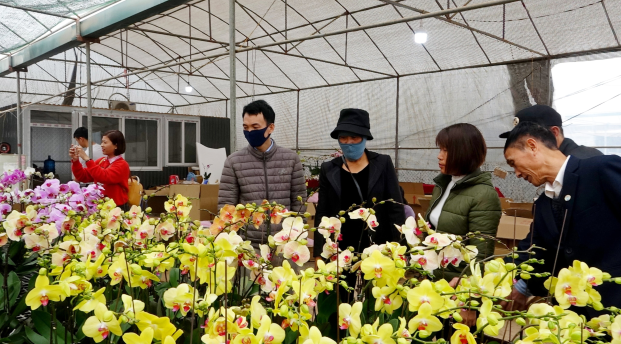 Tham quan học tập kinh nghiệm mô hình sản suất hoa, cây cảnh tại  huyện Văn Giang, tỉnh Hưng Yên