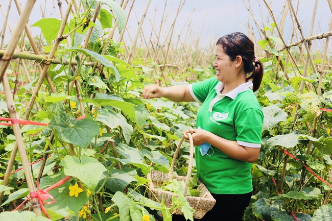 Phát triển kinh tế trang trại, thúc đẩy công nghiệp hóa nông thôn tại Hà Nội