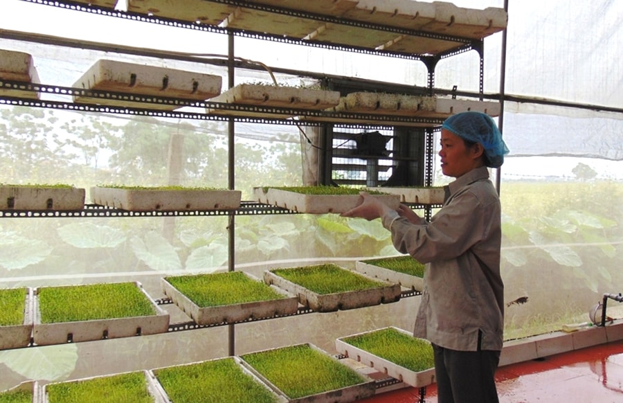 Ứng dụng tiến bộ kỹ thuật và công nghệ số vào sản xuất: “Đòn bẩy” cho trồng trọt thông minh