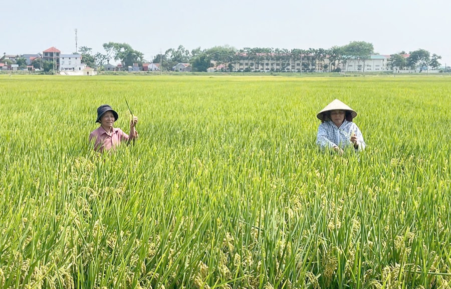 Kết nối chuỗi nguyên liệu nông sản: Nền tảng vững chắc cho xuất khẩu