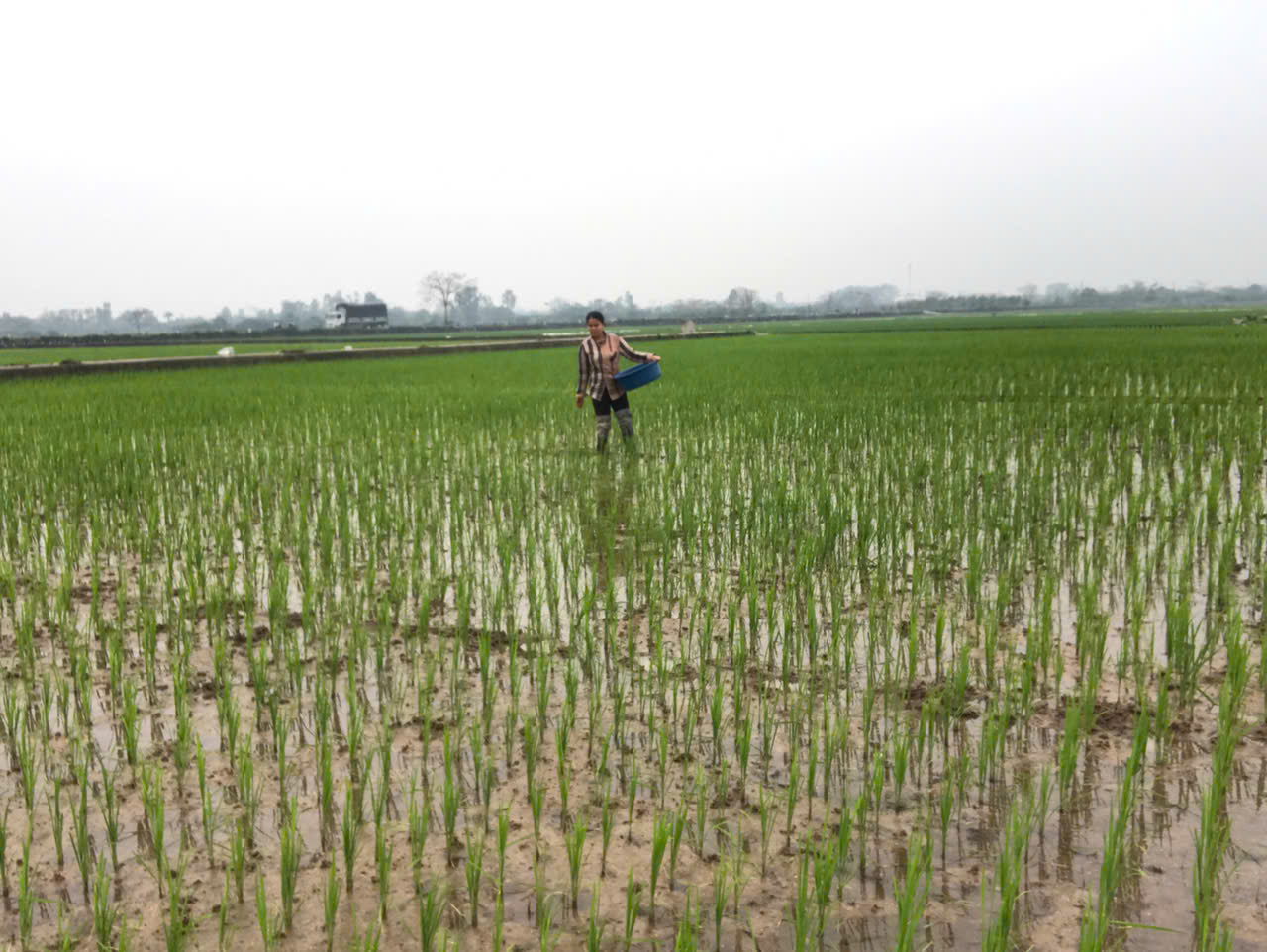 HƯỚNG DẪN - Chăm sóc lúa Xuân năm 2026 sau gieo cấy