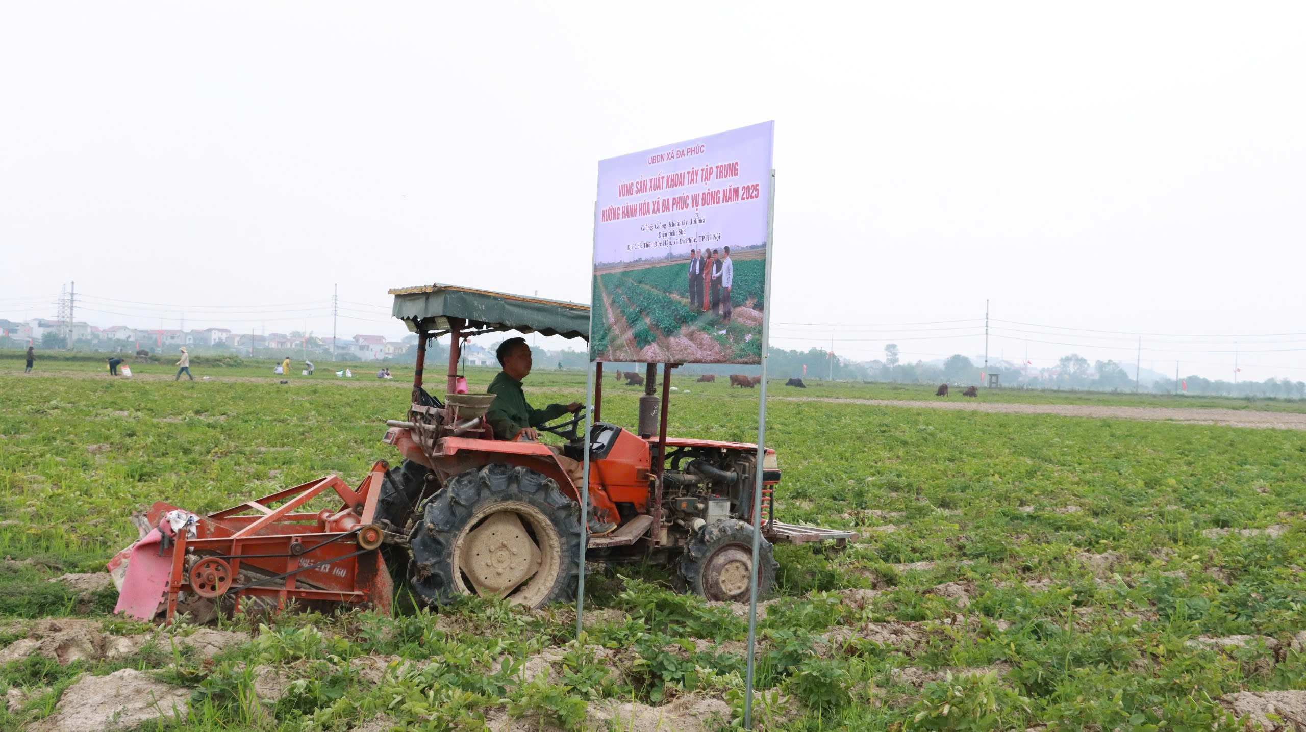 Hiệu quả sản xuất khoai tây tập trung vụ đông hướng hàng hóa năm 2025