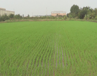 Hỗ trợ 1 triệu đồng/ha/năm cho đất chuyên trồng lúa nước
