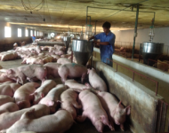 Hà Nội: Phát triển chăn nuôi có bước chuyển biến tích cực