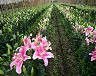 Hà Nội: Khuyến khích phát triển vùng sản xuất nông nghiệp chuyên canh tập trung giai đoạn 2014 – 2015
