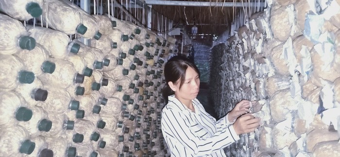 Bà chủ trại nấm hữu cơ khởi nghiệp chỉ từ 40 triệu đồng vay tín chấp