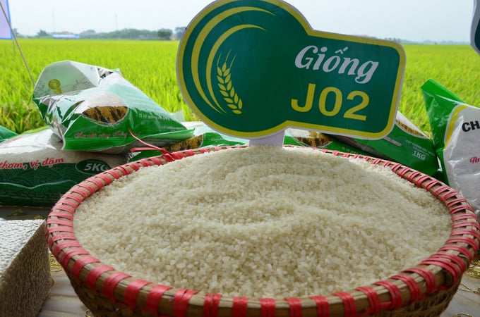 Chuỗi sản xuất lúa Japonica và bưởi Diễn ở Nam Phương Tiến