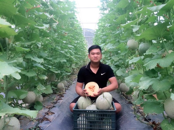 Tỉnh Tuyên Quang: 9X trồng dưa sạch '5 không'