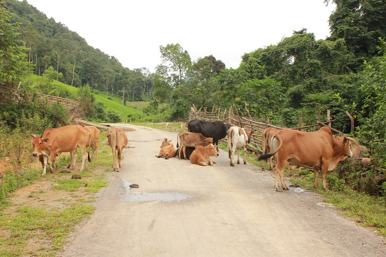 Hà Nội: Nông dân giàu lên từ chăn nuôi bò thịt