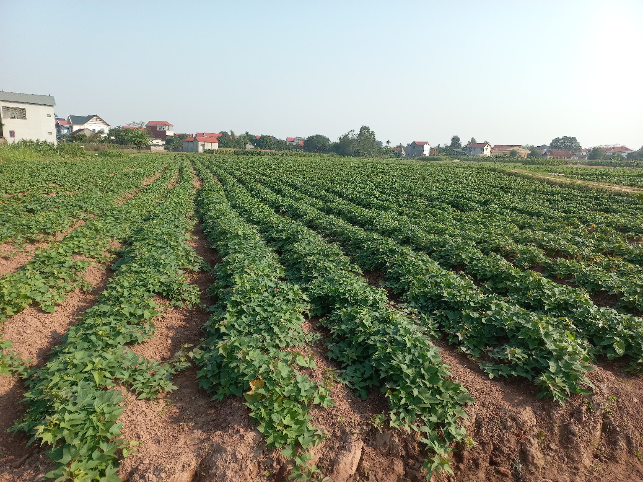 Hiệu quả trồng khoai lang Đồng Thái tại thôn Cam Đà, xã Cam Thượng