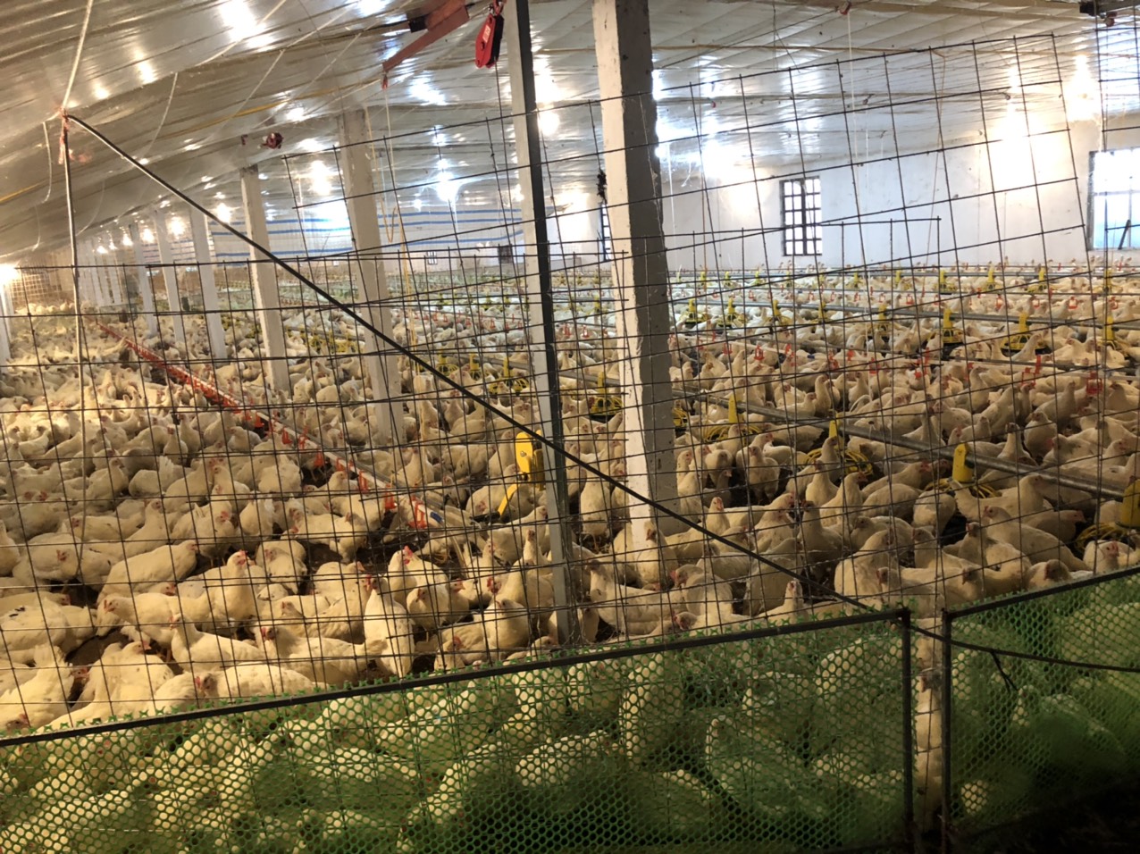 Mô hình chăn nuôi gà sinh sản ứng dụng công nghệ tự động hóa trong sản xuất, giám sát môi trường không khí, chăm sóc, nuôi dưỡng, quản lý sức khỏe vật nuôi