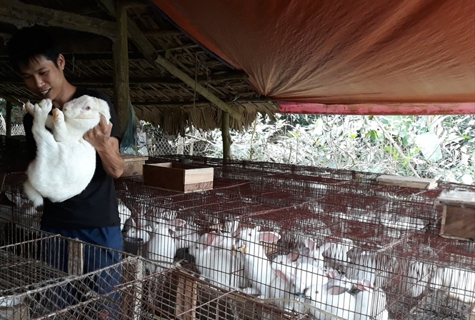 Tỉnh Yên Bái: Thỏ dễ nuôi, lãi cả trăm triệu mỗi năm