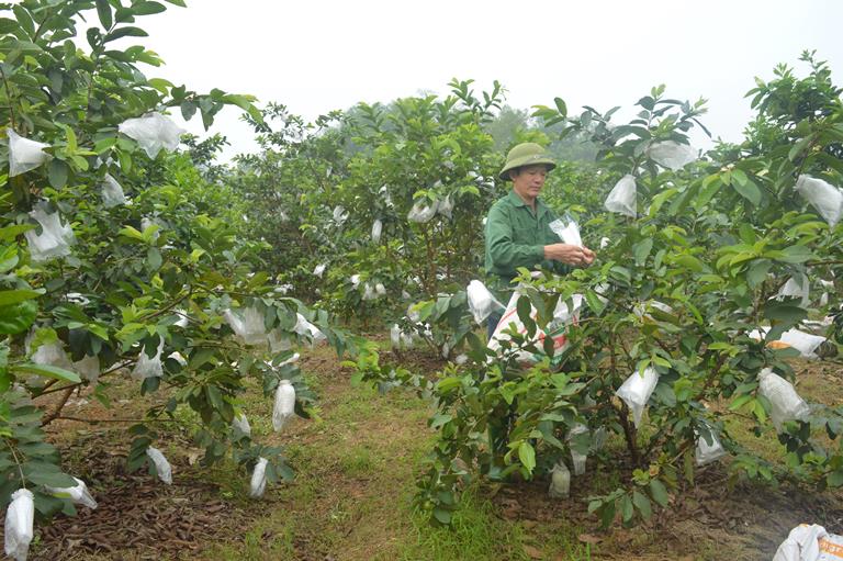 Tuyên Quang: Thu nhập cao từ mô hình trồng ổi
