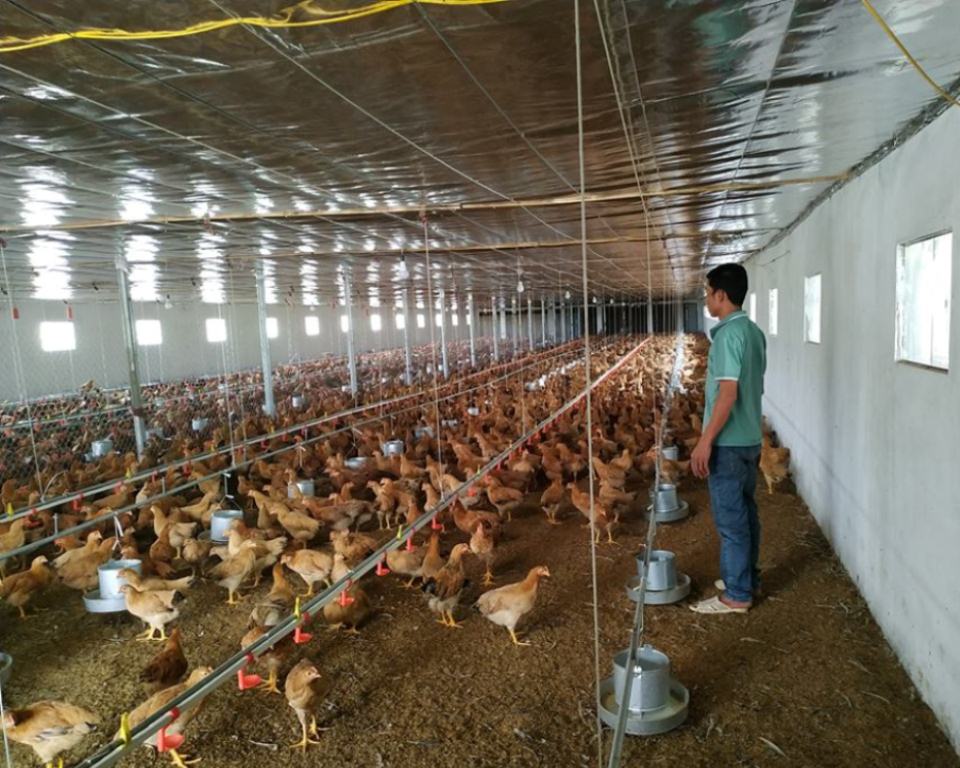 Tỉnh Bắc Giang: Nuôi gà sạch theo chuỗi - Hướng đi an toàn cho người chăn nuôi