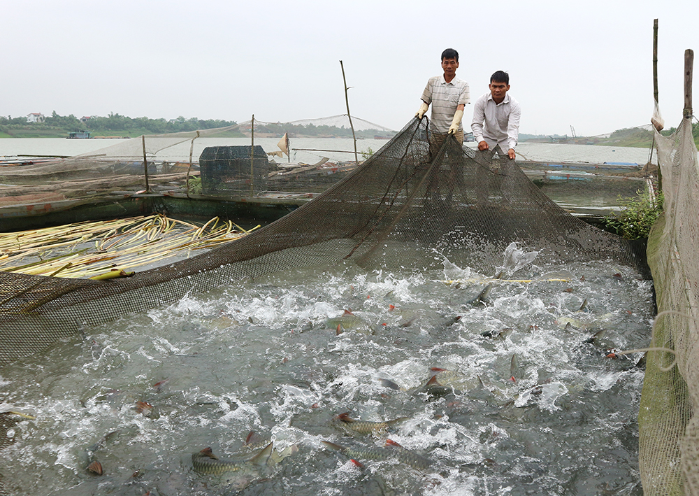 Tỉnh Phú Thọ: Hiệu quả kinh tế cao từ nuôi cá đặc sản dày đặc trong lồng
