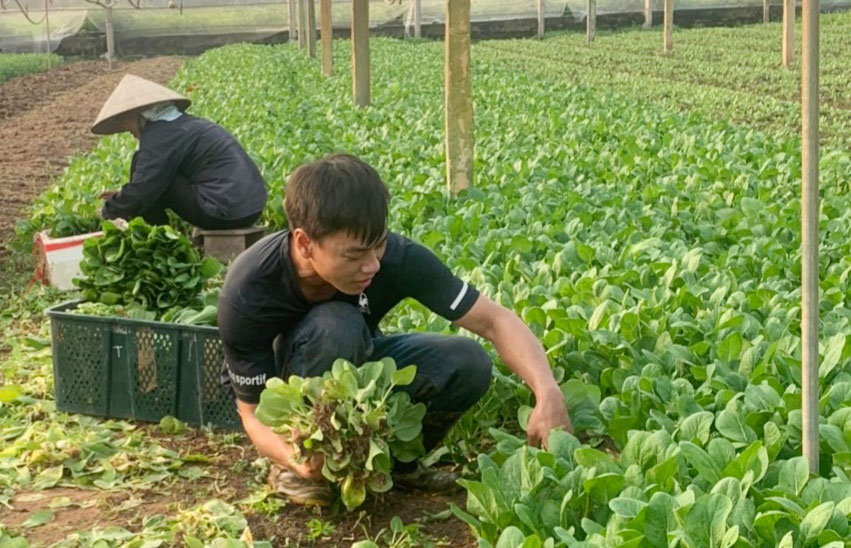 Gia Lâm hỗ trợ nông dân phát triển kinh tế