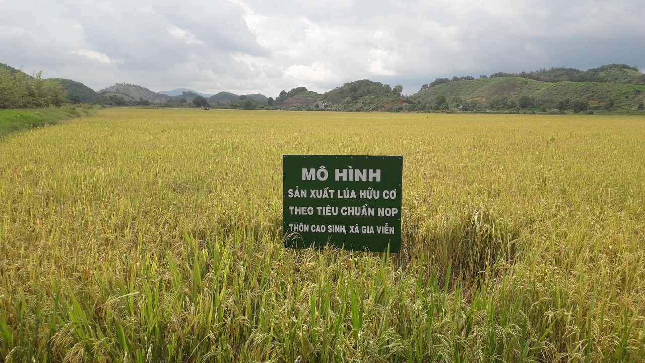 Sản xuất lúa hữu cơ theo tiêu chuẩn USDA-NOP tại huyện Cát Tiên