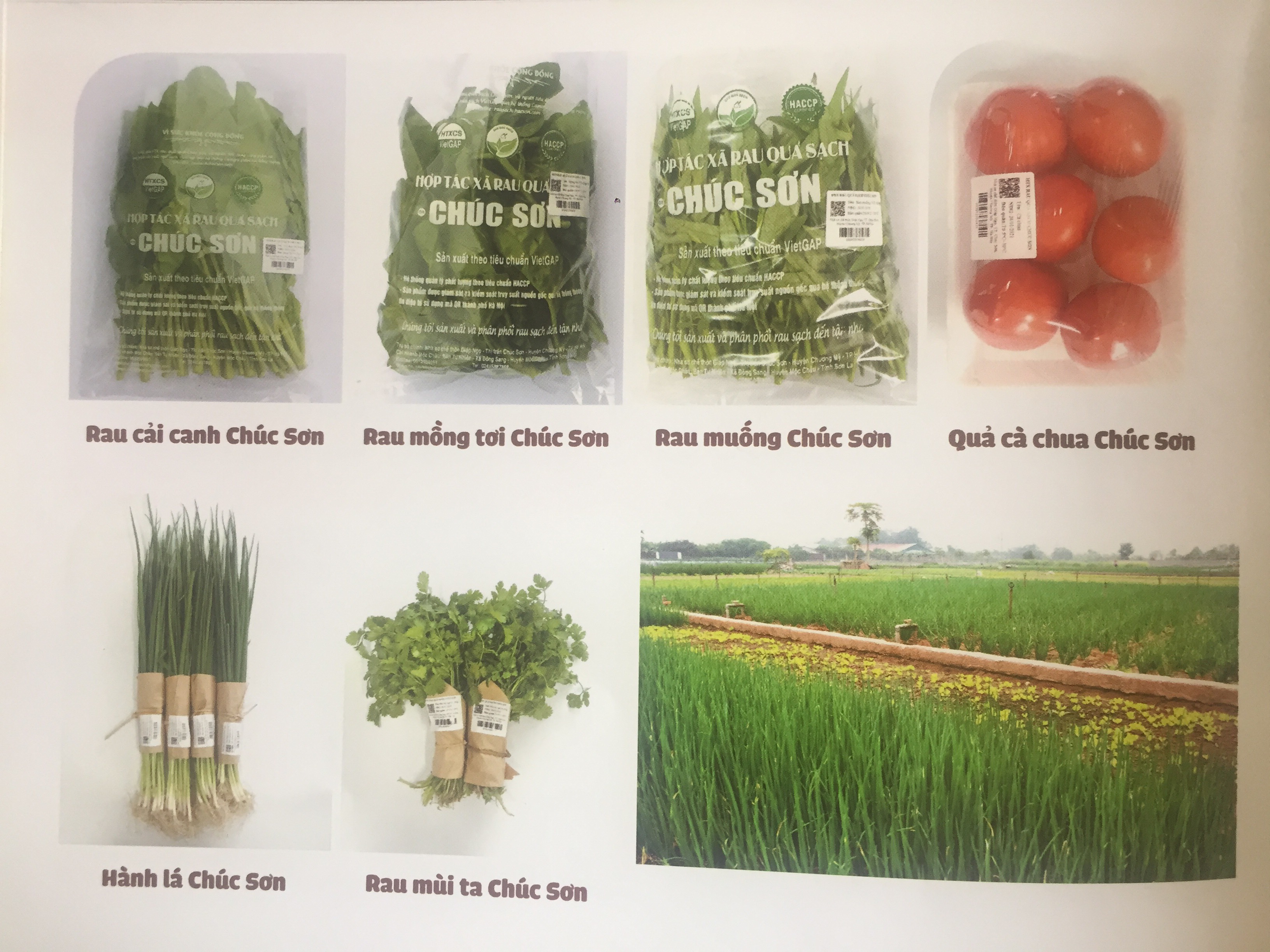 HTX Rau Quả sạch Chúc Sơn có 6 sản phẩm OCOP 3 sao