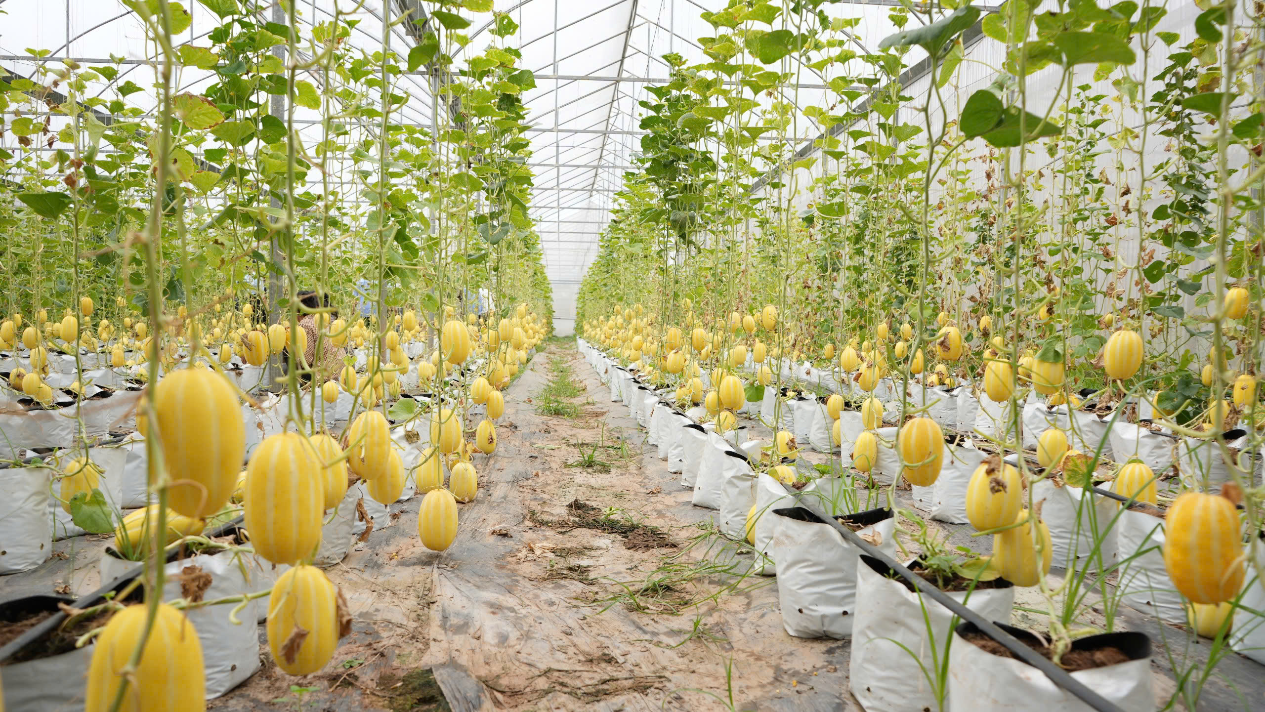Hà Nội tăng thẩm quyền cho UBND cấp xã trong quản lý, phát triển nông nghiệp tập trung
