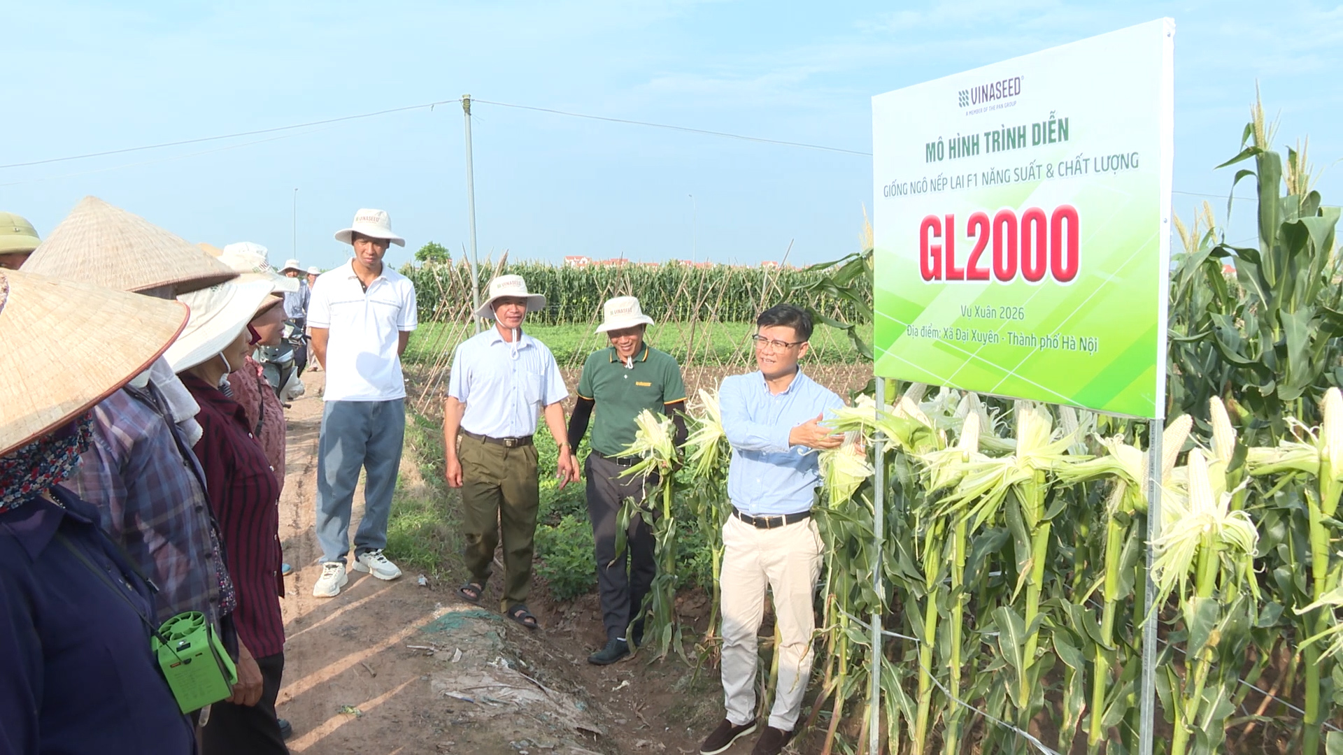 Tập đoàn giống cây trồng Việt Nam (Vinaseed) - Chi nhánh Hà Nam tổ chức đánh giá mô hình trình diễn giống ngô nếp lai F1 GL2000